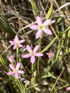 tall centaury thumbnail 2