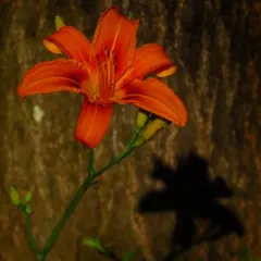 orange day-lily thumbnail 2
