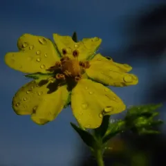 sulphur cinquefoil thumbnail 3