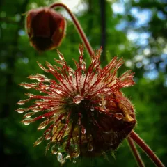 Water Avens thumbnail 2