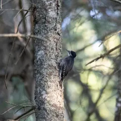 Black-backed Woodpecker thumbnail 4
