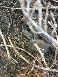 Western Red-backed Vole thumbnail 3