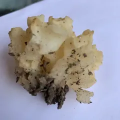 white coral jelly fungus thumbnail 3
