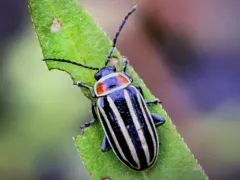 Pennsylvania Flea Beetle thumbnail 2