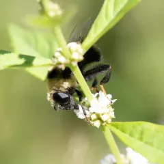 Orange-legged Drone Fly thumbnail 4