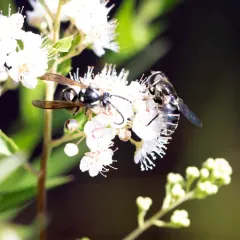 Parasitic Aerial Yellowjacket thumbnail 4