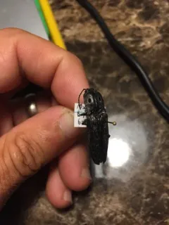 Small-eyed Click Beetle thumbnail 4