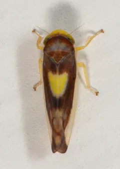 Colladonus eburatus thumbnail 4