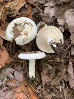 Lactifluus glaucescens thumbnail 3