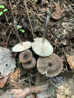 Entoloma fuscosquamosum thumbnail 2
