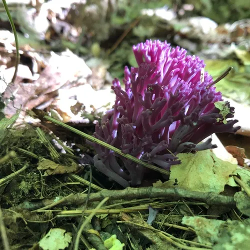 violet coral fungus