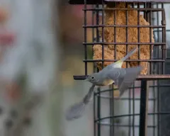 Virginia's Warbler thumbnail 2
