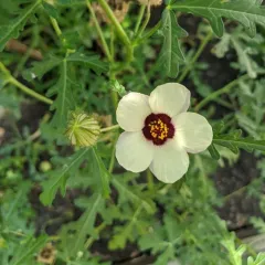 flower-of-an-hour thumbnail 3