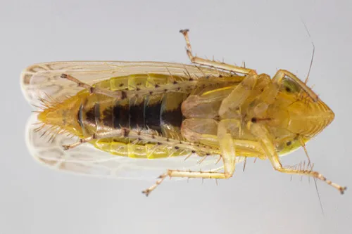 Laevicephalus acus