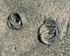 Blow Lugworm thumbnail 3