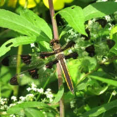 Twelve-spotted Skimmer thumbnail 4