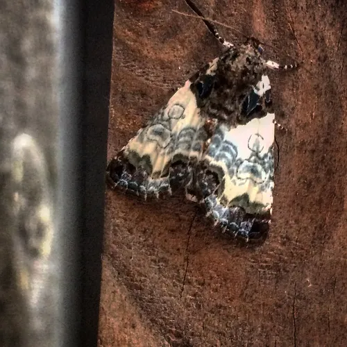 Tufted Bird-dropping Moth