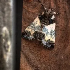 Tufted Bird-dropping Moth thumbnail 1