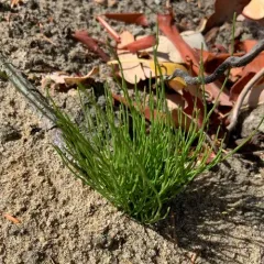common arrowgrass thumbnail 4
