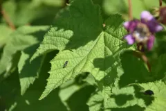 Crossocerus elongatulus thumbnail 1