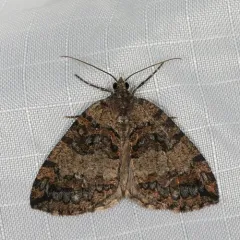 July Highflyer Moth thumbnail 1