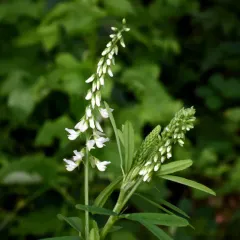 White Sweetclover thumbnail 2