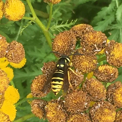 Widow Yellowjacket