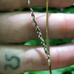 graceful sedge thumbnail 4