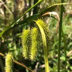 bristly sedge thumbnail 3
