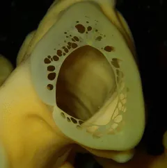 Cloud sponge thumbnail 2