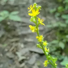 tall hairy agrimony thumbnail 2