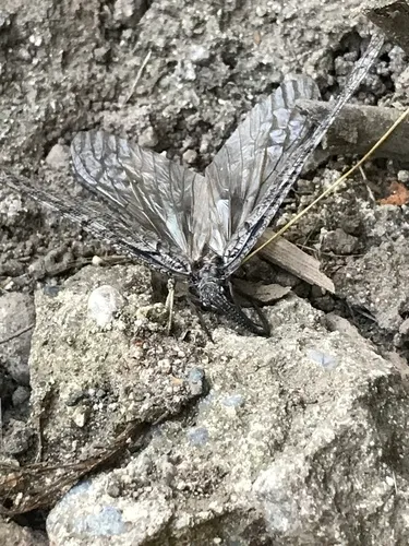 Neohermes californicus