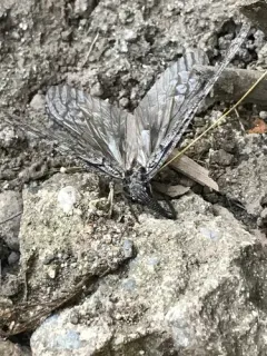 Neohermes californicus thumbnail 1