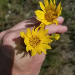 fewleaf sunflower thumbnail 3