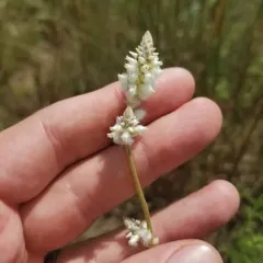Plains Snakecotton thumbnail 3