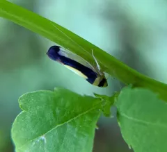 Colladonus collaris thumbnail 2
