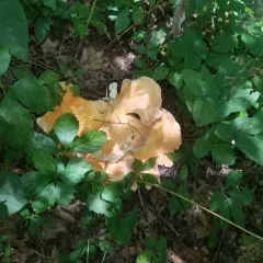 White-pored Chicken of the Woods thumbnail 3