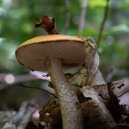 Red-capped Scaber Stalk