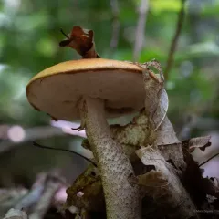 Red-capped Scaber Stalk thumbnail 1