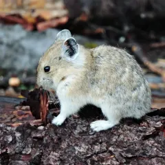American Pika thumbnail 1