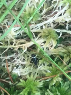 Sphagnum Ground Cricket thumbnail 2