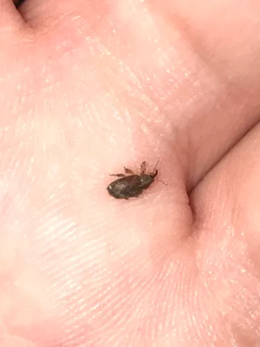 Chevron Ash Weevil