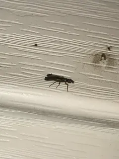 Eumetopiella rufipes thumbnail 4