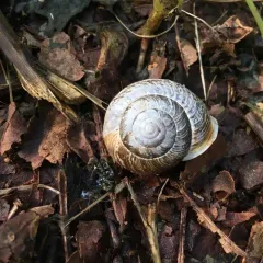 Oregon forestsnail thumbnail 1