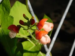 Runner bean thumbnail 2