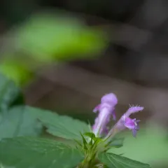 Common hemp-nettle thumbnail 2