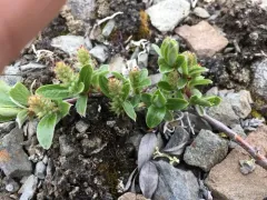 barren-ground willow thumbnail 2
