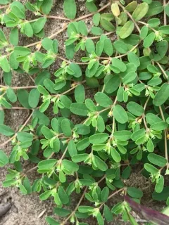 Geyer's Spurge thumbnail 2