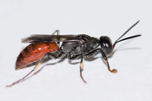 Didineis dilata