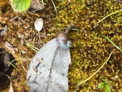 Striate Ambersnail thumbnail 4